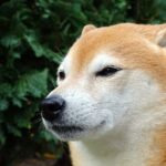 Chovatelské Stanice Shiba Inu: Jak vybrat tu nejlepší?