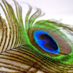 Vše o psech na jednom místě: Trénink psů, krmiva a plemena 12 Zbarvení border kolie: Jaké jsou nejčastější barevné varianty?