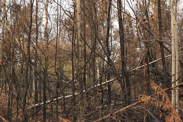 Důsledky silného stisku na chování a výchovu psa