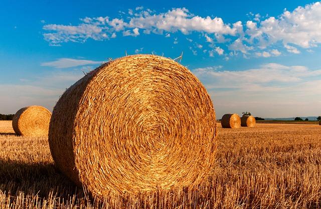 Dieta a Výživa: Co Potřebuje Fena po Hárání