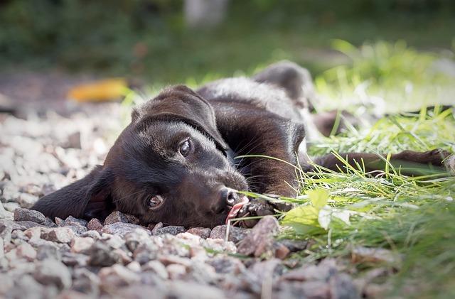 Tipy pro adopci: Jak vybrat toho pravého křížence