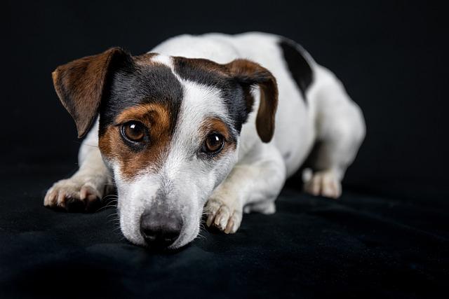 Jack Russell teriér jako výborný rodinný pes: Pro koho je ideální?