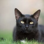 Proč výmarskému ohaři prolíná černá srst: Vysvětlení jevu