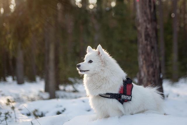 Samoyed vs Husky: Který pes je pro vás lepší?