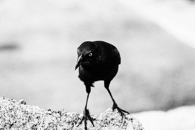 Vytváření silného pouta mezi psem a jeho majitelem