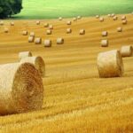 Fena Nehárá: Možné Příčiny a Řešení