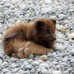 Pomeranian línání: Jak zvládnout línání u pomeraniana