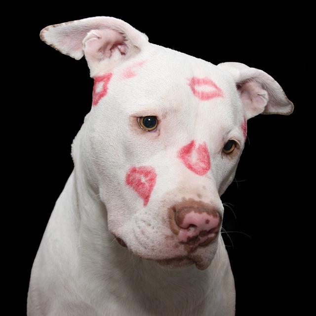 Temperament a chování pitbull feny