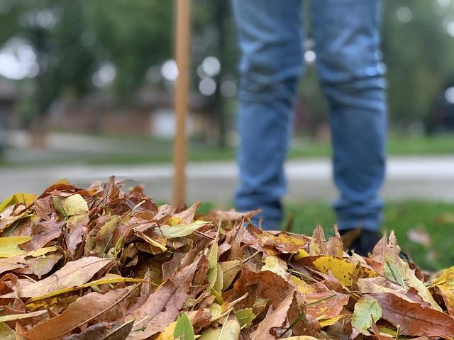 Hrabání jako forma komunikace – jak psi vyjadřují své pocity