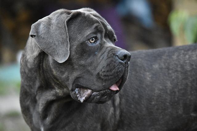 Charakteristika a Temperament Cane Corso Fen