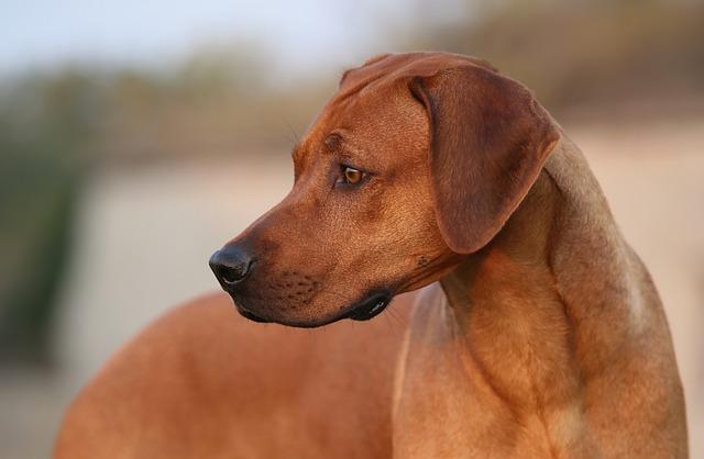 Fyzické nároky a aktivita Ridgeback fen