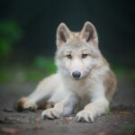 Proč vlčák třese furt ušima: Možné příčiny a řešení