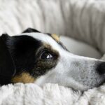 Výchova Jack Russell Teriéra: Tipy a Triky pro Úspěšný Trénink
