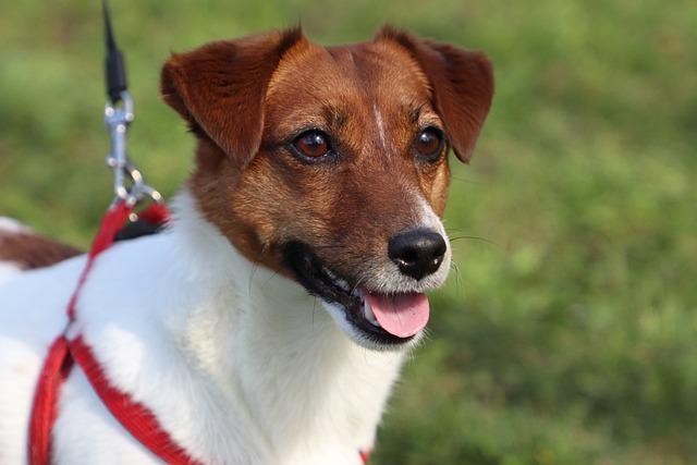 Socializace Jack Russell teriéra: Základem pro šťastného psa