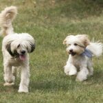 Proč psi vyjí na měsíc: Mýty a skutečnost