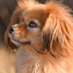 Tibetský španěl výchova: Tipy na správný výcvik