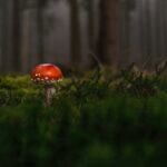 Pomeranian druhy: Jaké jsou různé typy pomeranianů?