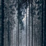 Vše o psech na jednom místě: Trénink psů, krmiva a plemena 13 Stafordšírský bulteriér věk: Jak dlouho žije stafordšírský bulteriér?