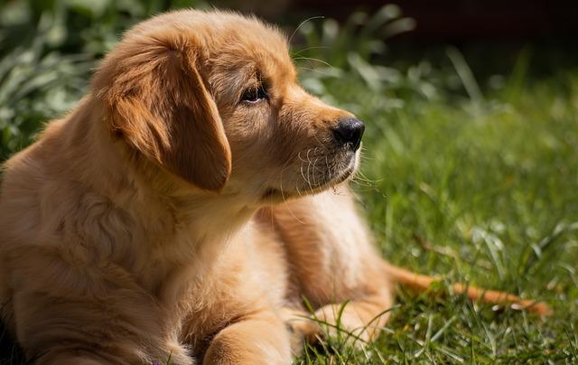 Kdy Očkovat Štěně Labradorského Retrívra: Kompletní Plán Očkování