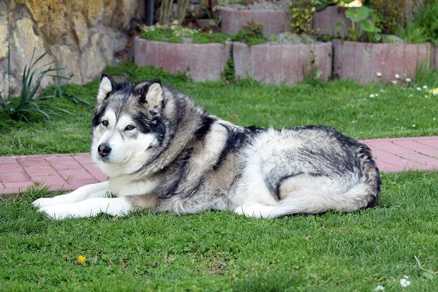 Historie plemen Malamut a Husky: Jaké jsou jejich kořeny