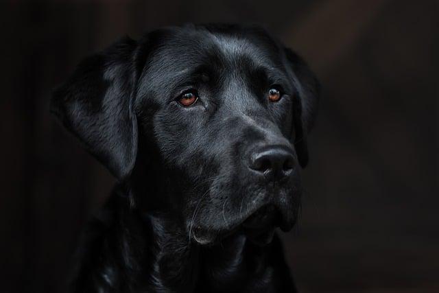 Porovnání plemen: Velikost Labradora a Border Collie