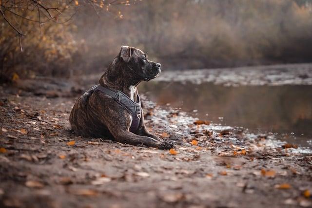 Péče o pitbull fenu: zdraví a výživa