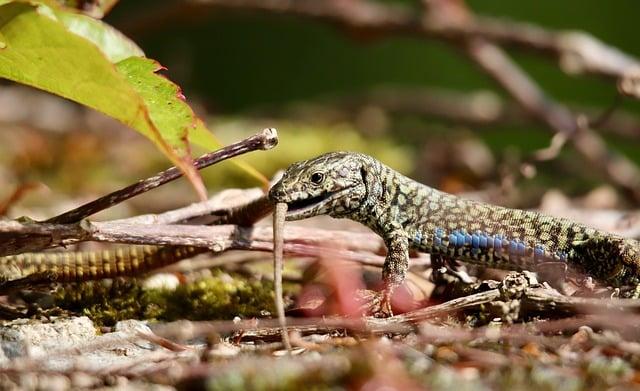 Chování a temperament: Jak se liší jejich povahy