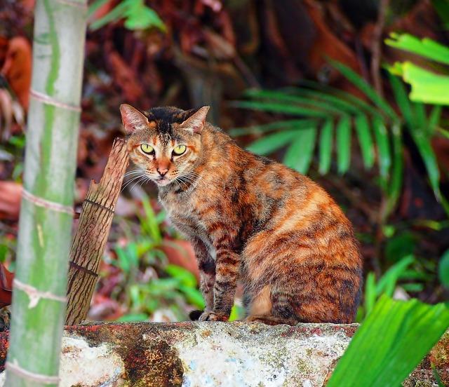 Co znamená když pes vyje? Rozluštění jeho volání