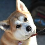 Akita Inu Strava: Co Krmit, Aby Byl Váš Pes Zdravý?