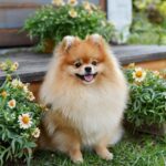 Pomeranian narození štěně: Co očekávat při narození štěněte
