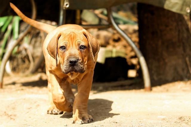 Fyziologické potřeby a péče o Boerboel fenu