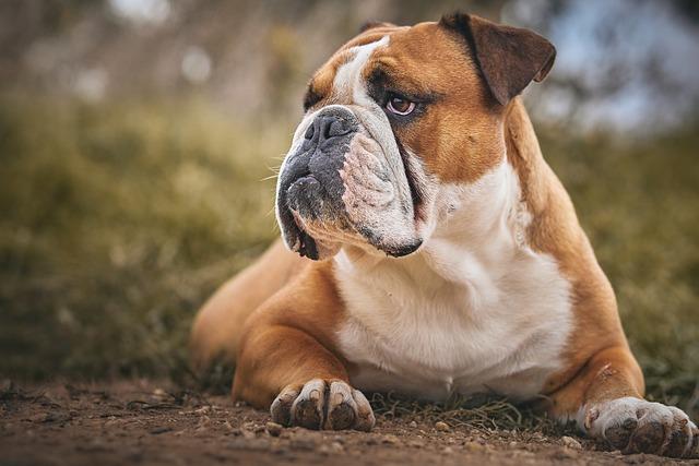 American Bulldog Jack Russell Terrier Mix: Co Očekávat od Toho To Křížence?