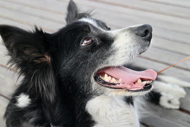 Výchova a trénink: Efektivní metody pro border kolie red merle