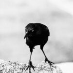 Francouzský buldoček asistenční pes: Jak se stát asistenčním psem!