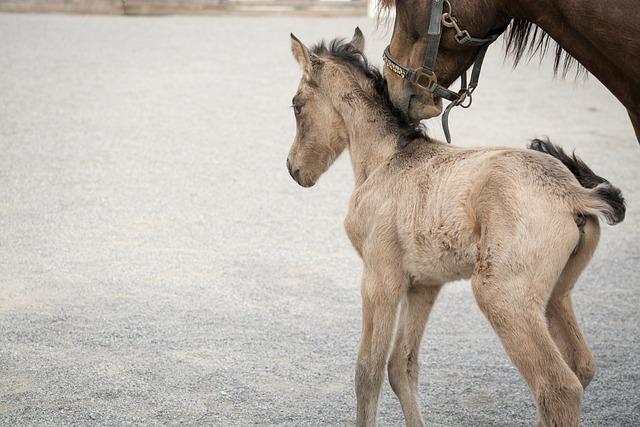 Záznam o chovu: Jak najít důvěryhodného chovatele