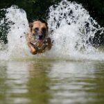 Belgický ovčák malinois diskuze: Připojte se k debatě a sdílejte své zkušenosti!