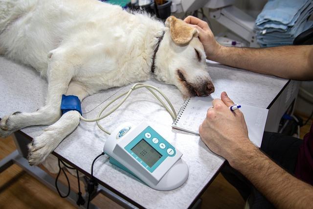 Doporučení ​pro⁤ veterinární⁤ vyšetření​ a testování zařízení