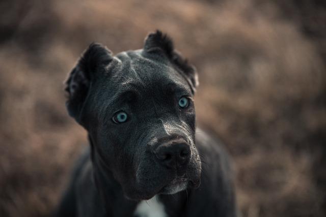 Jak se starat o Bandog fenku v každodenním životě