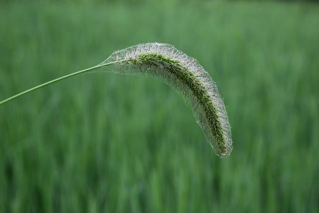 Ochrana a ⁣zachování kandíku psího zubu‌ v přírodních​ lokalitách