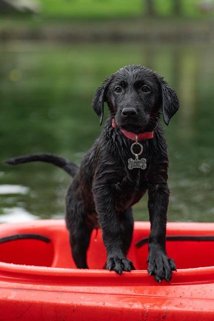 Labrador hnědý fena jako rodinný společník