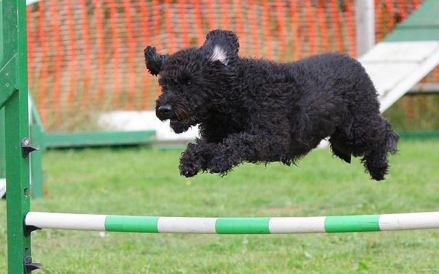 Bezpečnostní opatření při agility tréninku