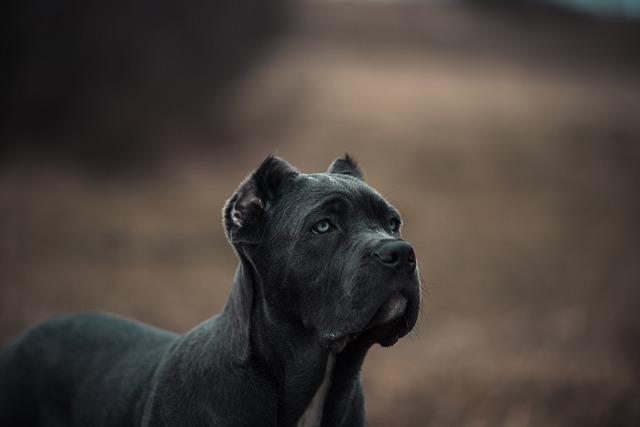 Socializace Bandog fenky: Klíč k harmonickému soužití