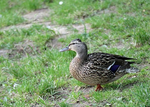 Péče o samici během hárání: Jak ji podpořit a co se vyvarovat