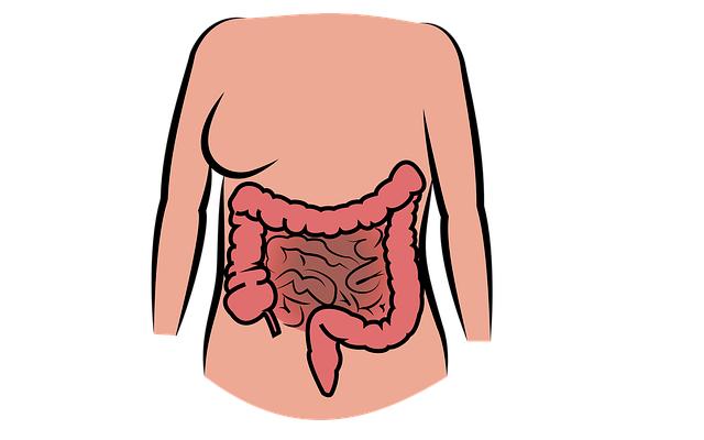 Přírodní proces: Jak funguje trávicí systém psa