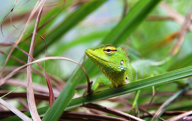 Zvídavost a instinct: Proč je olizování přirozené chování pro psy