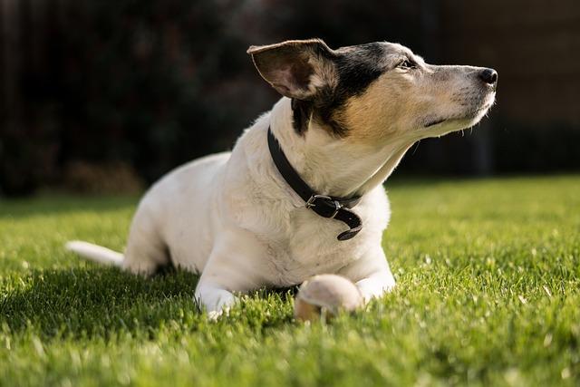 Jak zajistit dostatek pohybu a stimulace pro Jack Russella