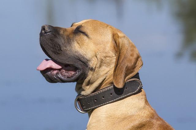 Psychologické aspekty a temperament Boerboel fen