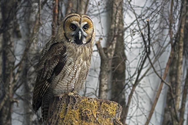 Společenské ‌chování: Jak se​ kříženec⁣ integruje do rodiny