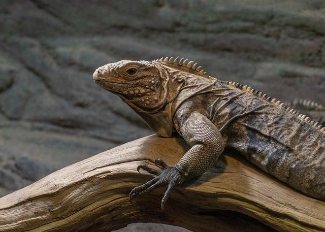 Jak si užít den v zoo se čtyřnohým přítelem