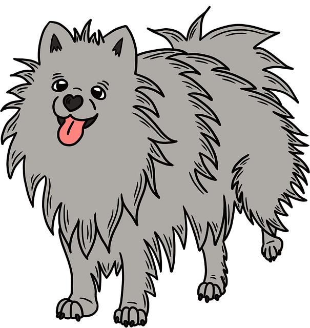 Štěňátko⁤ Pomeranian:​ Jak si vybrat⁤ správnou ‍povahu